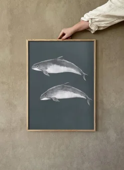 Kunskapstavlan® Baltic porpoise poster, 50x70 cm Multi Discount