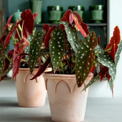 Bergs Potter Elizabeth flower pot Ø14 cm, rose Pink Outlet