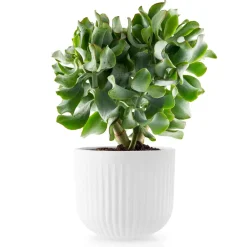 Eva Solo Eva Trio Legio Nova flower pot , Large Ø15.5 cm White New