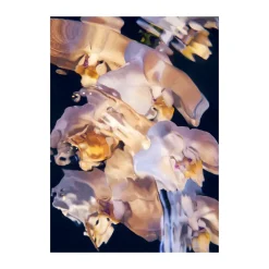 Paper Collective Flora Aquatica 01 poster, 30x40 cm Multi