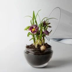 Design House Stockholm Grow greenhouse, Medium Ø11 cm Transparent Best