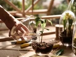 Design House Stockholm Grow greenhouse, x-large Ø20 cm Transparent Discount