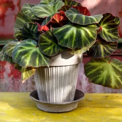Bergs Potter Simona flower pot 16 cm, Grey Best