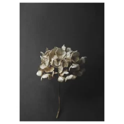 Paper Collective Sto Life 04 Hydrangea poster, 50x70 cm Black Outlet