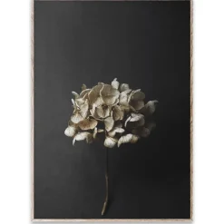 Paper Collective Sto Life 04 Hydrangea poster, 50x70 cm Black Outlet