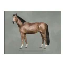 Kunskapstavlan® The anatomy of the horse poster, 50x70 cm Multi Sale